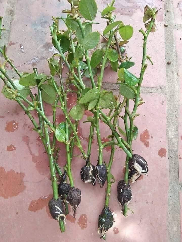 Chiết Cây Hoa Hồng