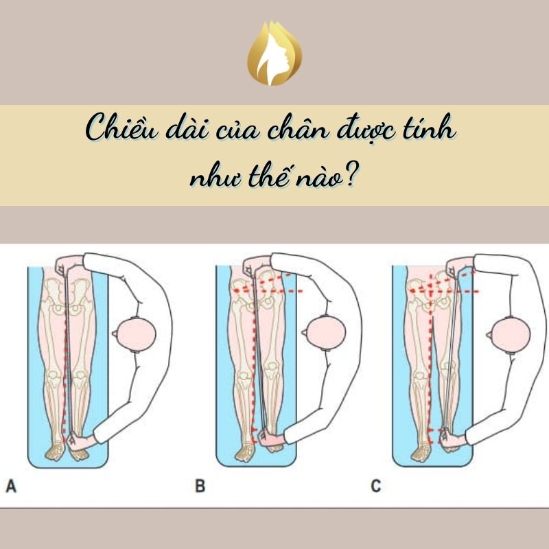 Chiều dài chân tính từ đâu?