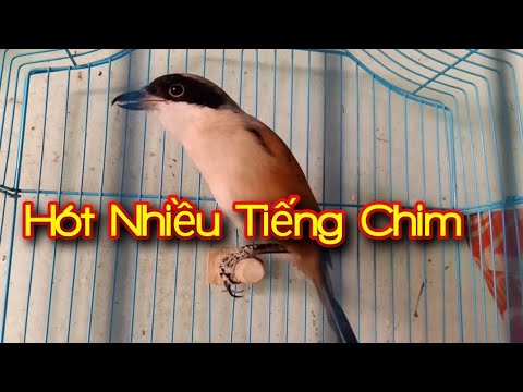 Tiếng Hót Chim Bách Thanh