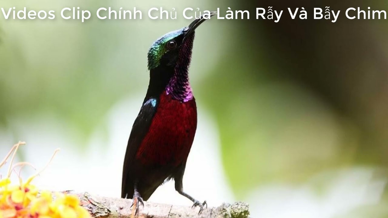 Tiếng Hót Chim Bảy Màu