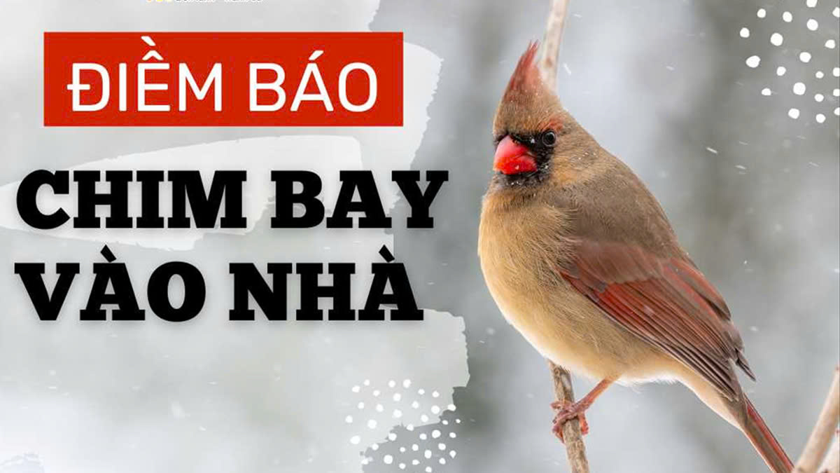 Chim bay vào nhà là điềm gì?