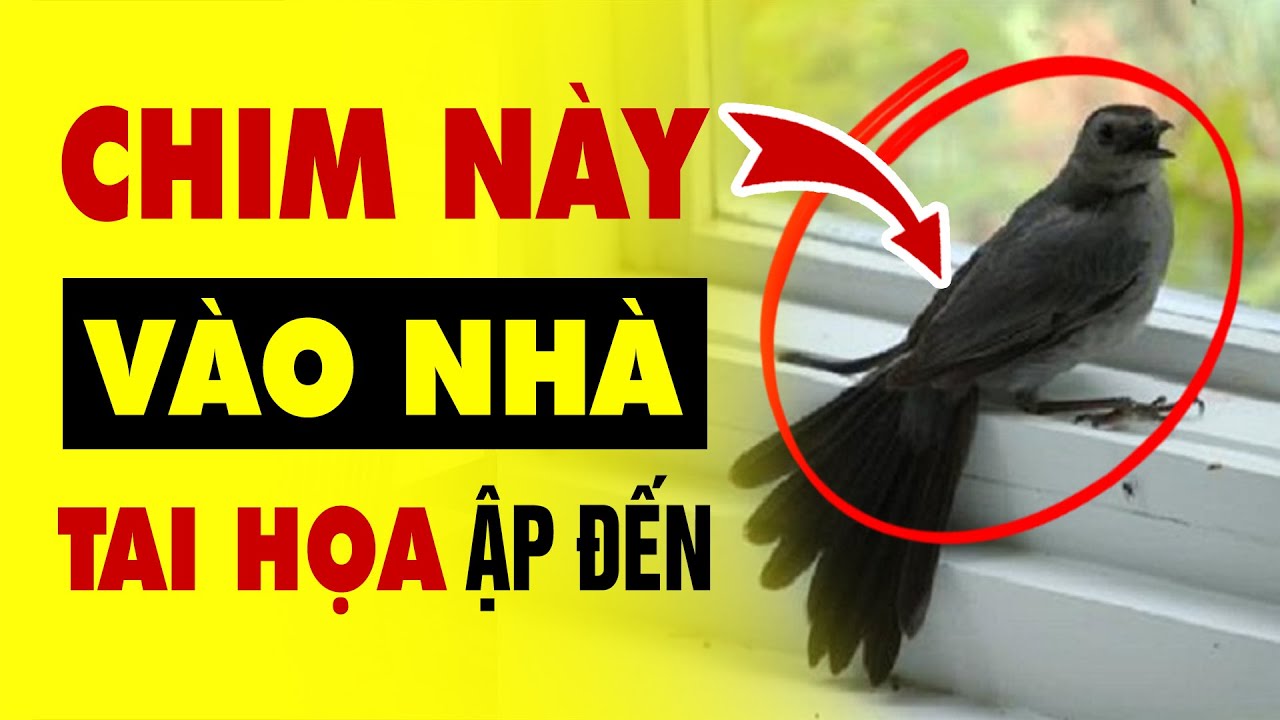 Chim bay vào nhà là tốt hay xấu?