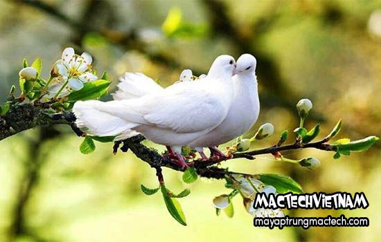 Chim Bồ Câu Sống Ở Đâu?