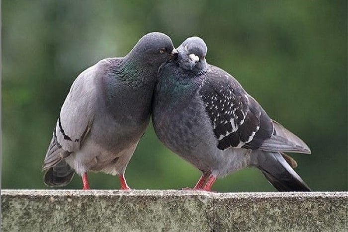 Chim Bồ Câu Vào Nhà Là Điềm Gì? Gallery 2