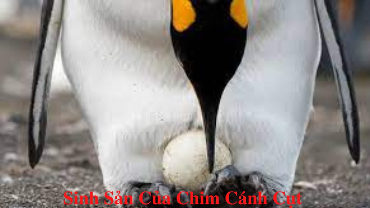 Chim Cánh Cụt Đẻ Con Hay Đẻ Trứng?