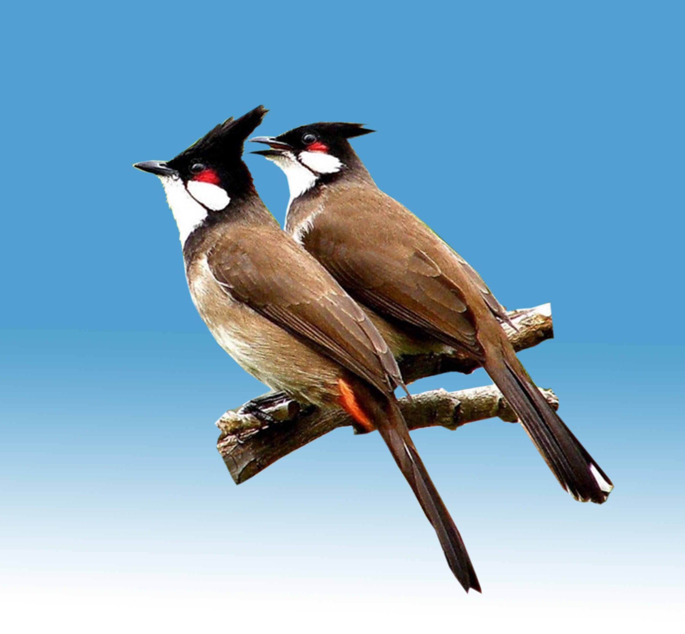 Chim Chào Mào Đít Đỏ