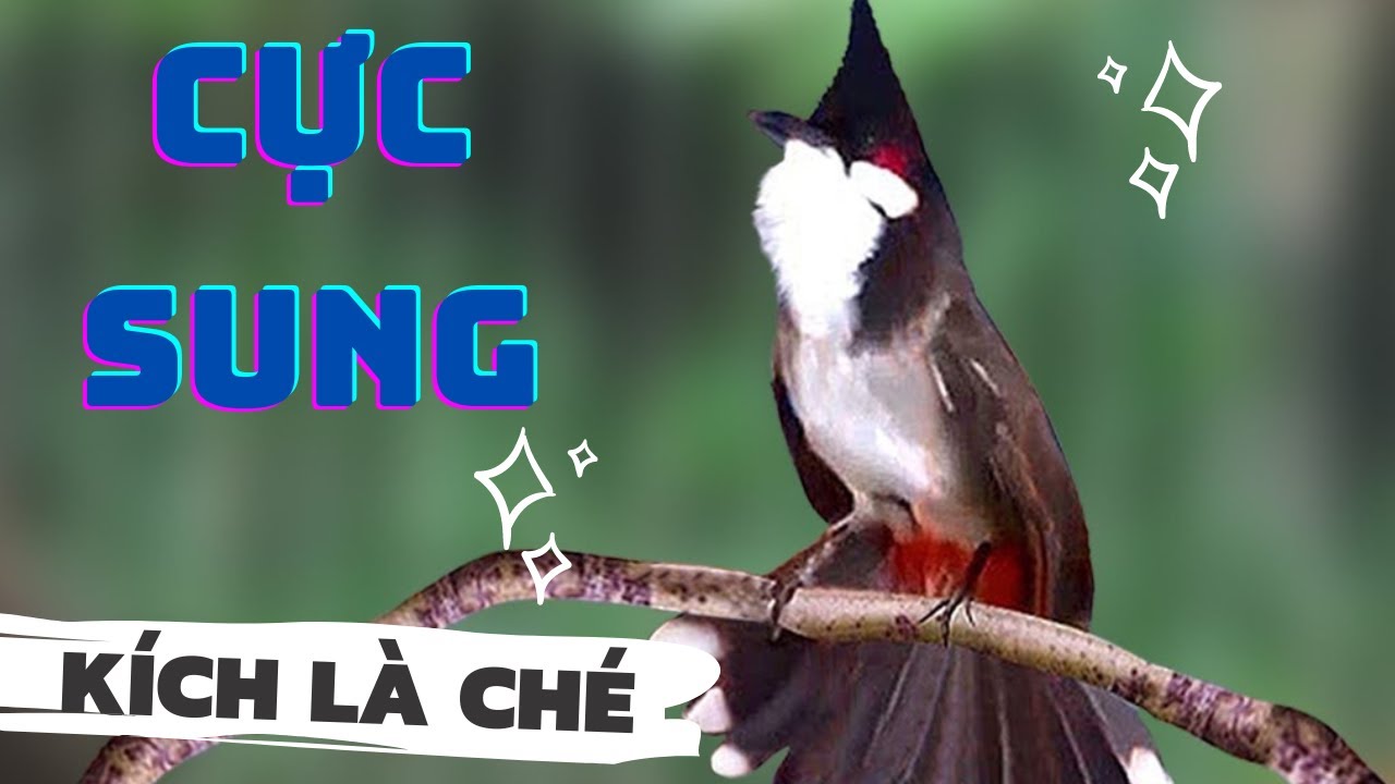 Chim Chào Mào Hót Hay Nhất