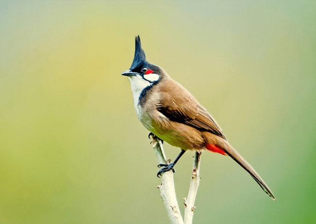What is the English name for a White-rumped Shama?