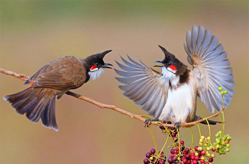 What is the English name for a White-rumped Shama? Gallery 2