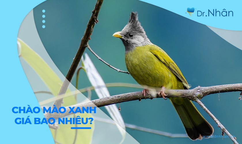 Chim Chào Mào Xanh: Đặc Điểm, Sinh Sống Và Cách Nuôi