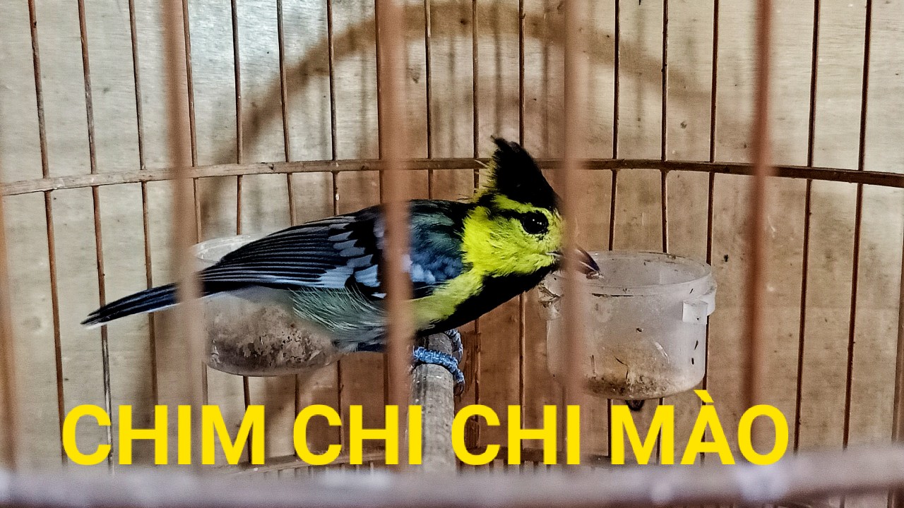 Chim Chi Chi Mào