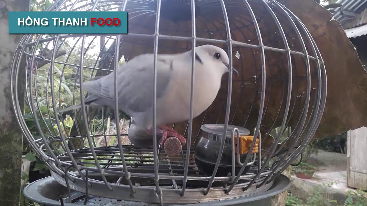 Chim Cu Gáy Pháp: Đặc điểm, giá cả và cách nuôi