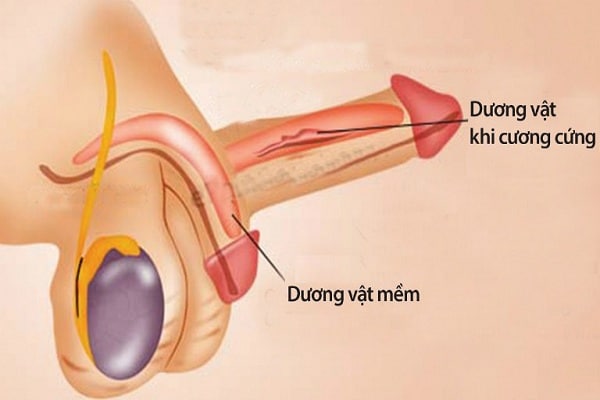 Chim Của Người Lớn