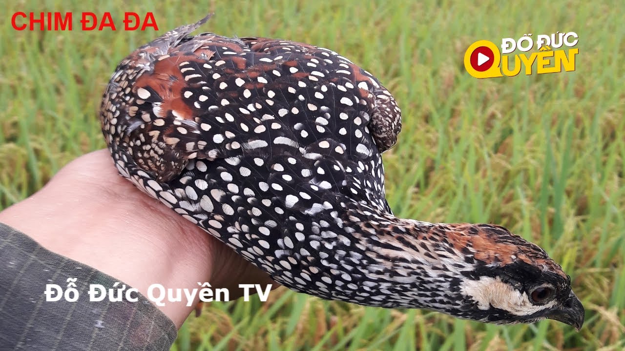 Chim Đa Đa Kêu Báo Hiệu Điều Gì?