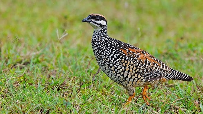 Chim Đa Đa Kêu Báo Hiệu Điều Gì? Gallery 2