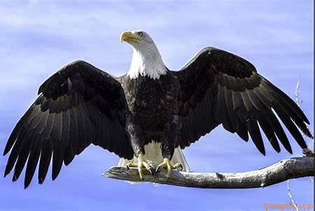 What is an Eagle in English?