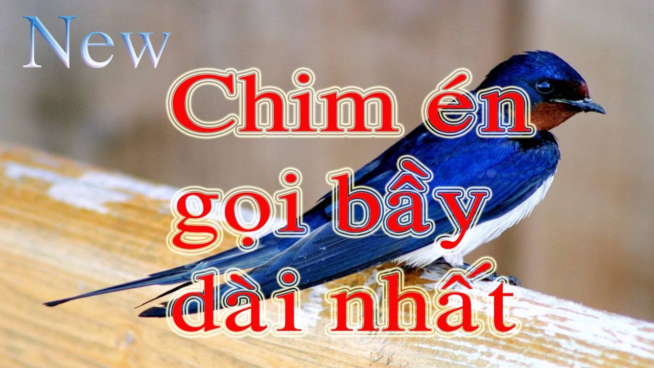 Chim Én Gọi Bầy: Tiếng Gọi Xuân Về
