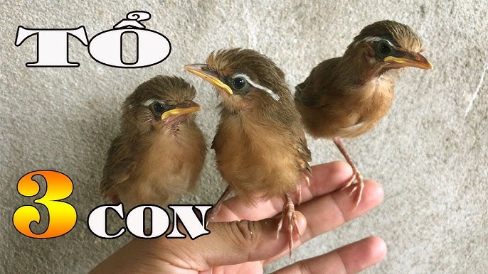 Chim Họa Mi Non: Đặc điểm, chăm sóc và nuôi dưỡng