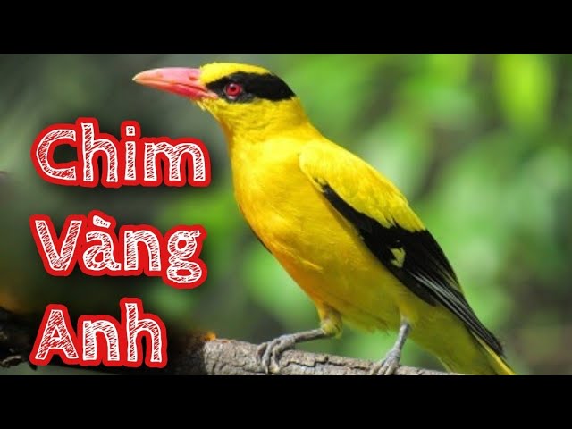 Chim Hoàng Anh Hót
