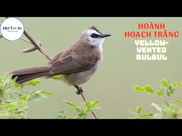 Chim Hoành Hoạch Đầu Trắng