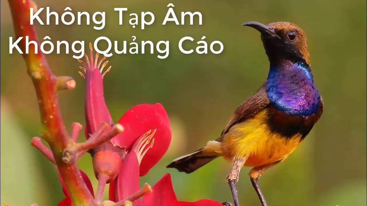 Chim hút mật hot: Những loài chim hút mật đẹp và thu hút nhất