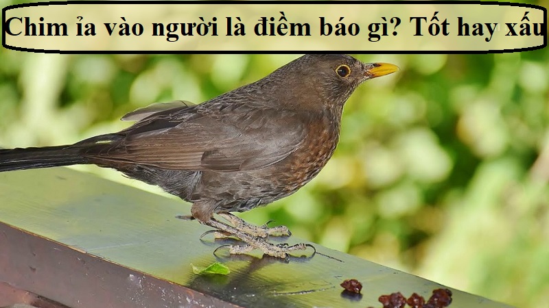 Chim ỉa vào người đánh con gì? Gallery 2