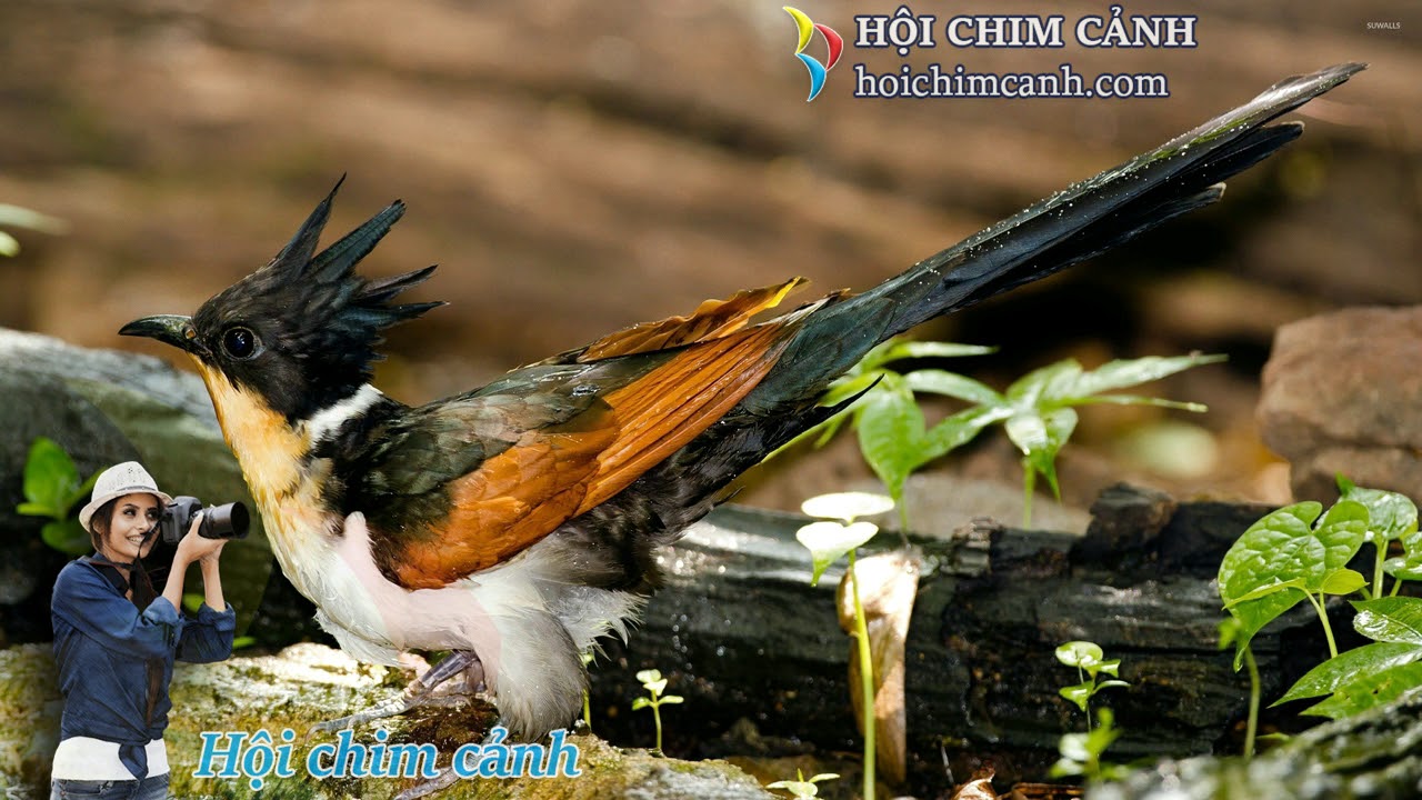 Chim Khát Nước Hót: Tiếng Hót Của Sự Khát Khao