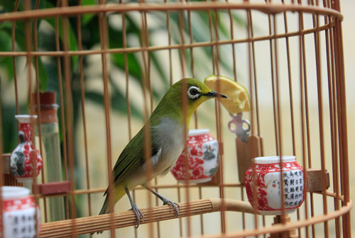 Chim Khướu Bao Nhiêu Tiền? Gallery 2