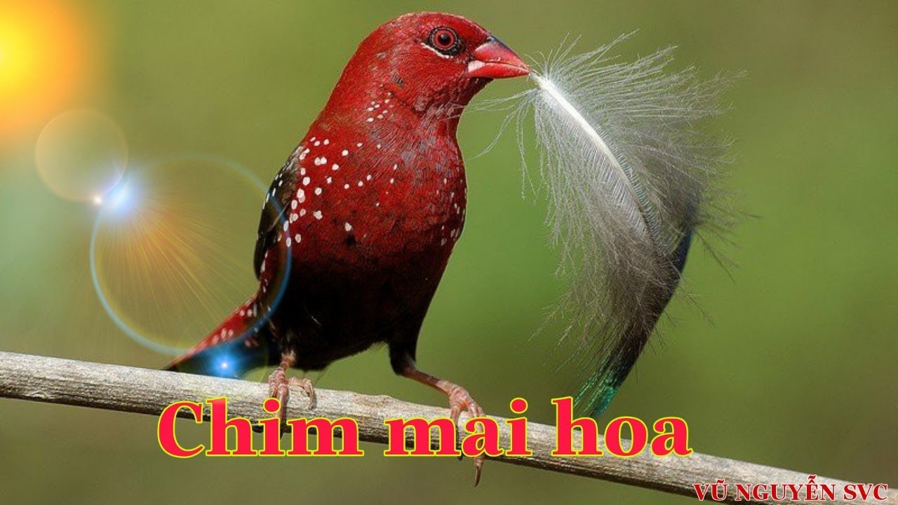 Tiếng Hót Chim Manh Manh