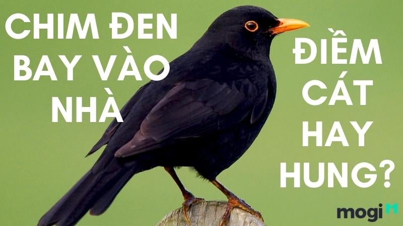 Chim Màu Đen Bay Vào Nhà: Điềm Báo Hay Ngẫu Nhiên?