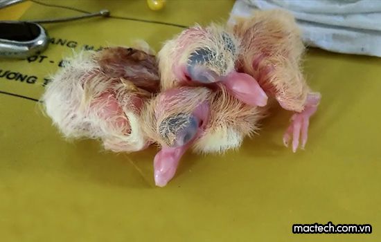 Chim mới nở ăn gì? Gallery 2