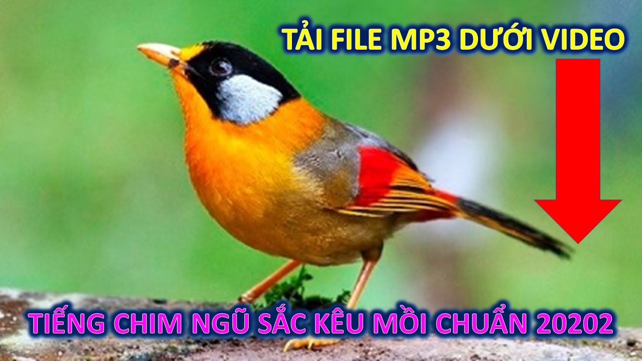 Chim Ngũ Sắc Hót Hay