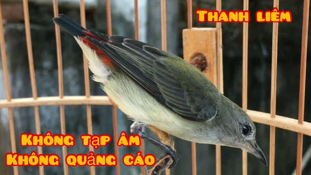 Chim Ốc Mít Mái