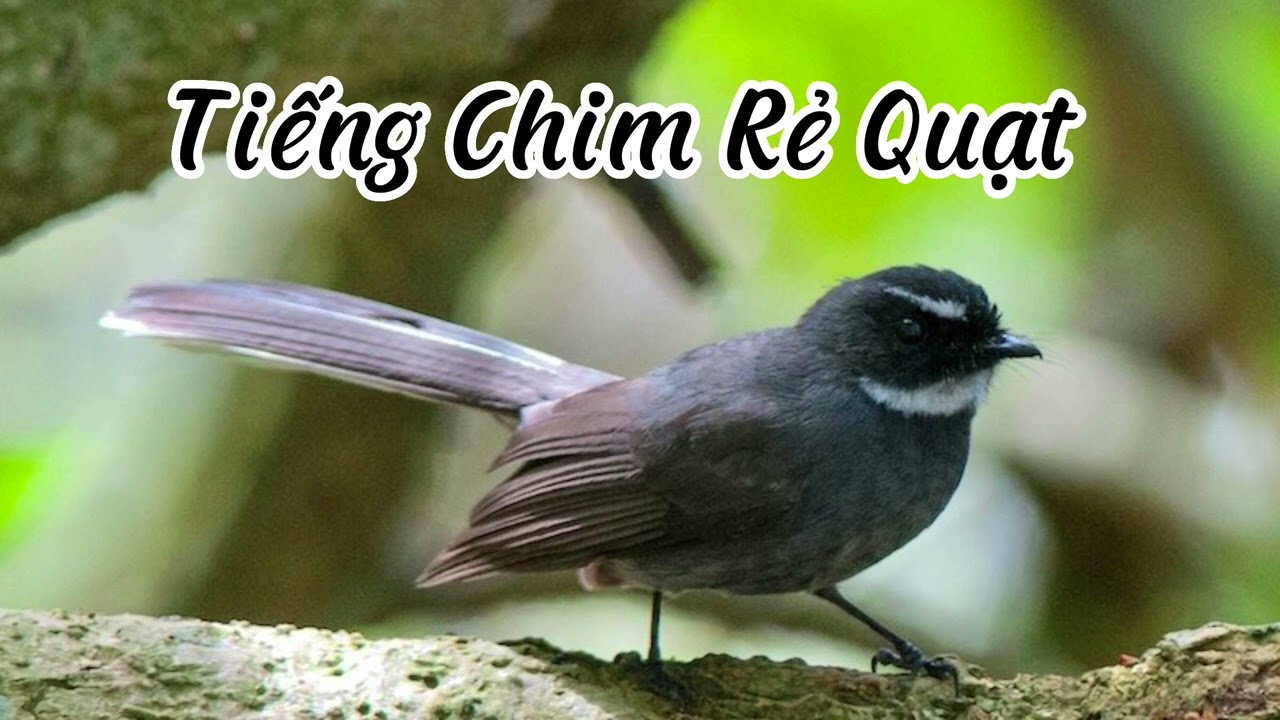 Chim Rẻ Quạt Hót Như Thế Nào?