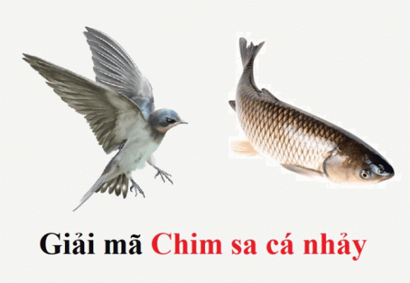 Chim sa cá lặn là điềm gì? Gallery 2