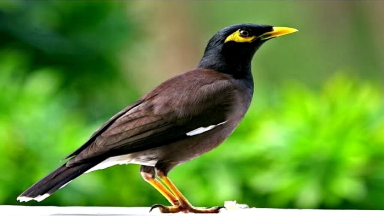 Chim Sáo Ăn Gì?
