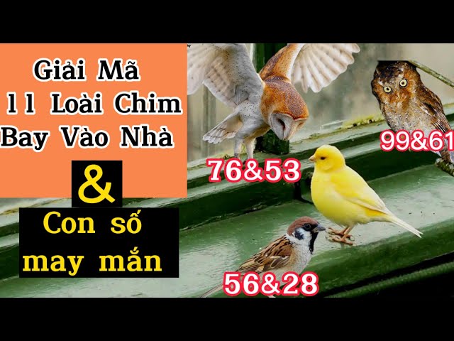 Chim Sáo Bay Vào Nhà Đánh Con Gì?