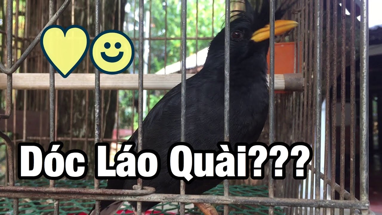 Chim Sáo Nói Chuyện: Sự Thật Và Huyền Thoại