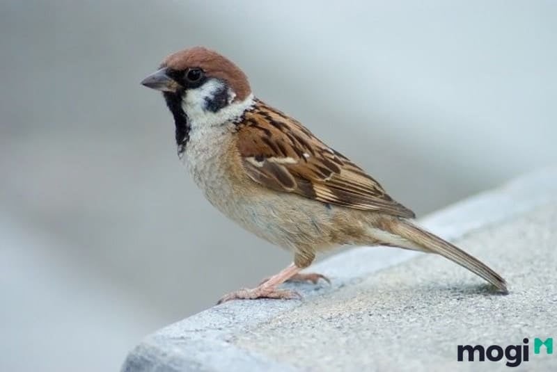 Chim se bay vào nhà: Điềm báo tốt hay xấu?