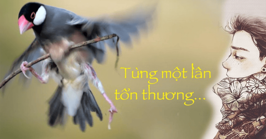 Chim sợ cành cong là gì?