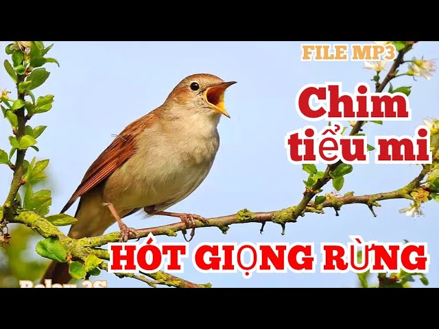 Chim Tiểu Mi Hót