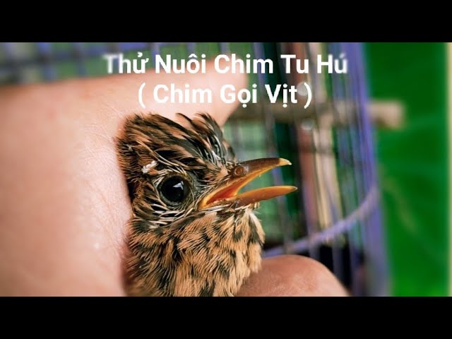 Chim Tu Hú Con