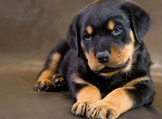 Chó 4 mắt là chó gì?