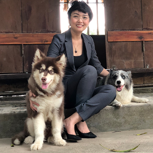 Chó Alaska có cắn người không?