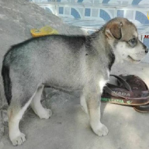 Chó Alaska Lai Chó Cỏ