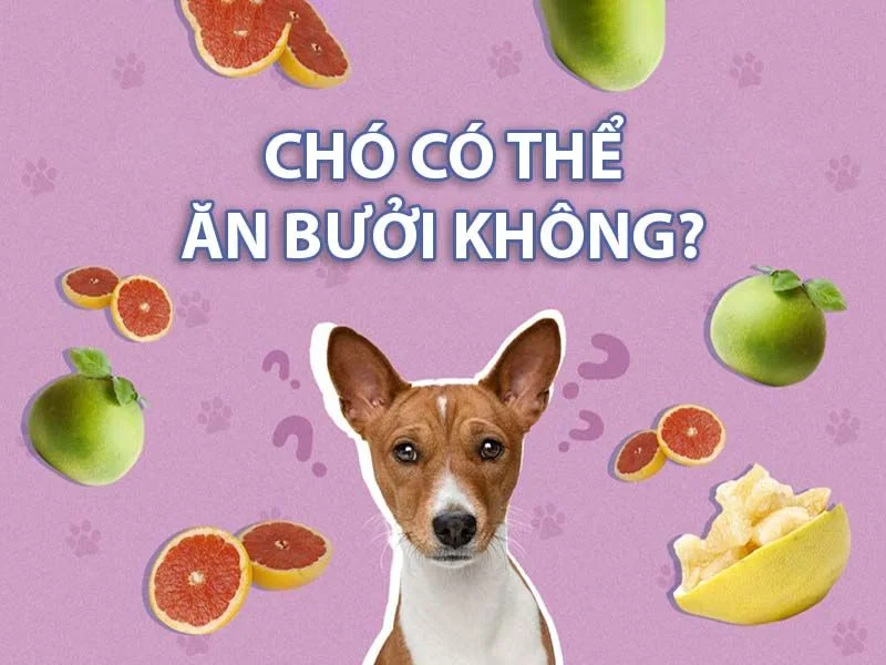 Chó ăn bưởi được không?
