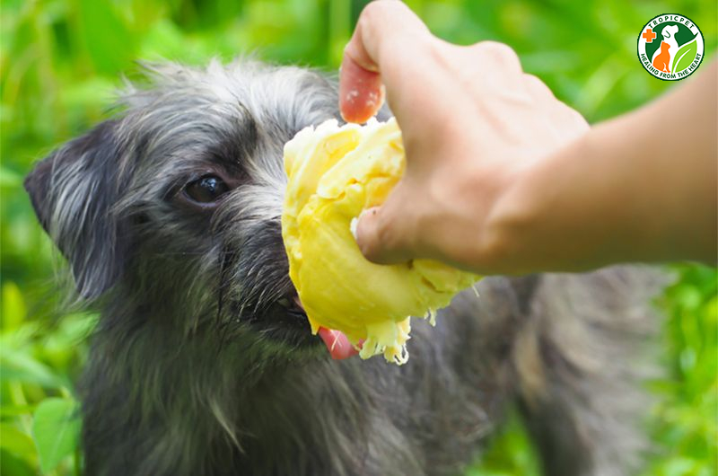 Chó Ăn Sầu Riêng Được Không?