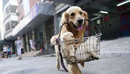 Chó bị chết có nên chôn không?