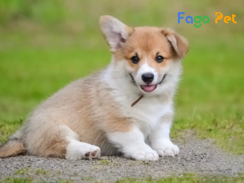 Chó bị cụp 1 tai: Nguyên nhân, cách xử lý và chăm sóc
