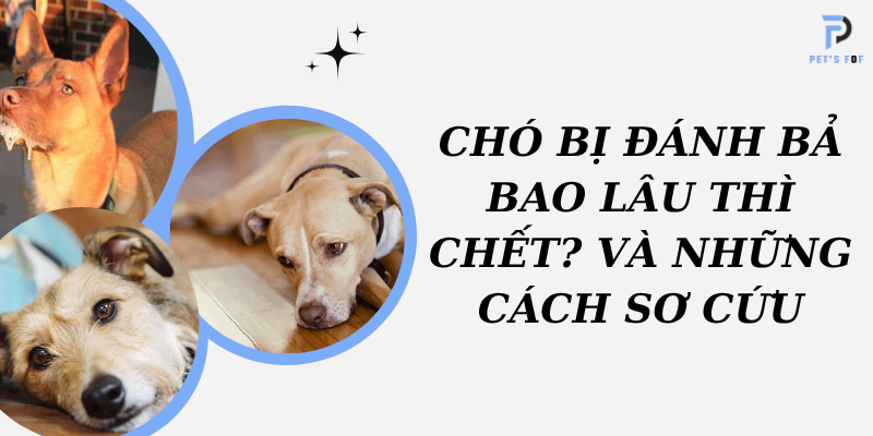 Chó bị đánh bả bao lâu thì chết?